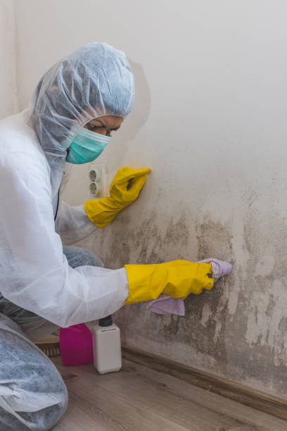 Environmental Consulting for Mold Prevention in Sutter, CA