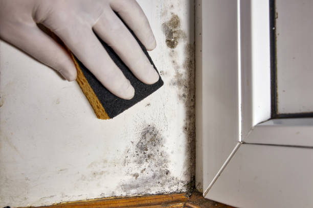 Best Mold Prevention Services  in Sutter, CA